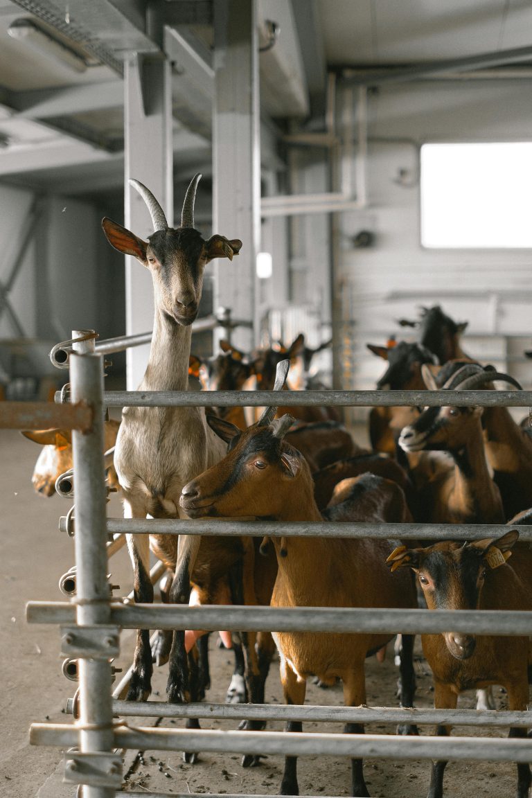 Sustainable Farming for a Compassionate Future in Kenya
