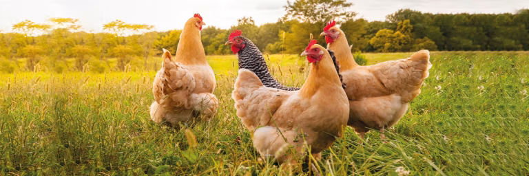Why Poultry Welfare Matters
